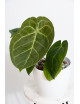 Anthurium noid