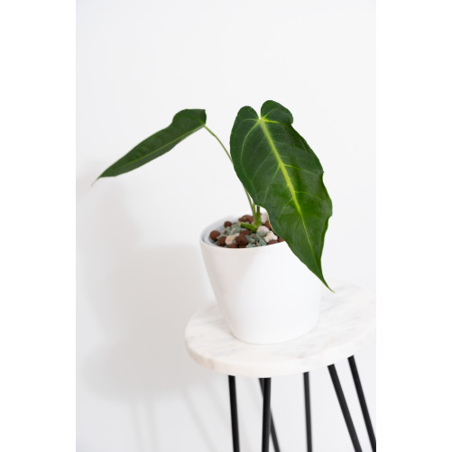 Antrurium waterburyanum