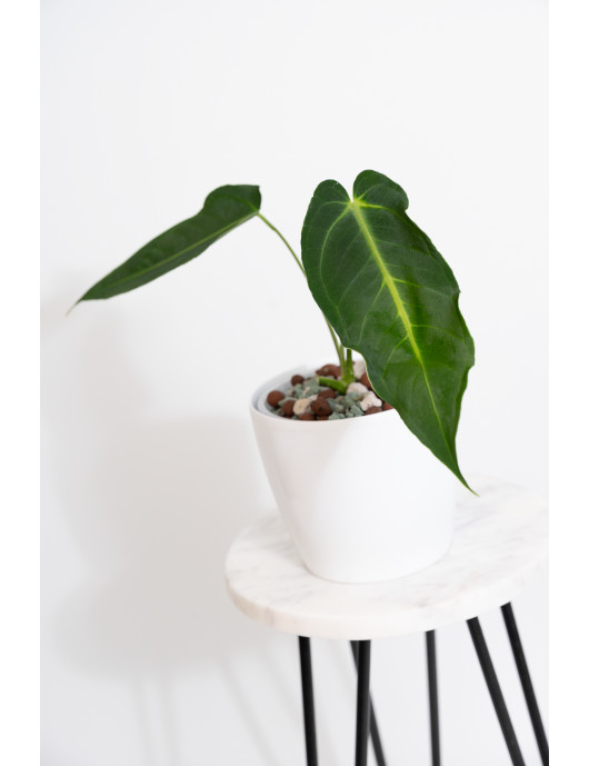 Antrurium waterburyanum