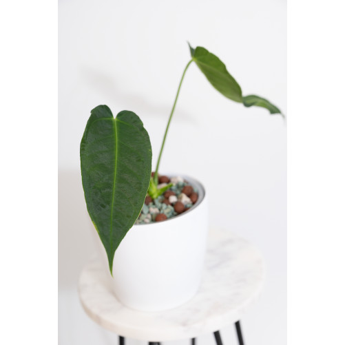 Antrurium waterburyanum