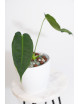 Antrurium waterburyanum