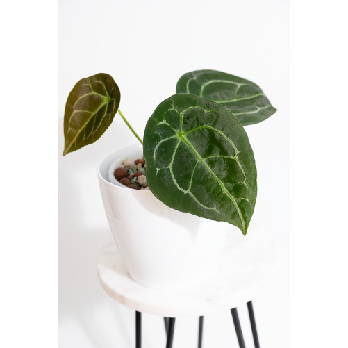 Anthurium forgetii