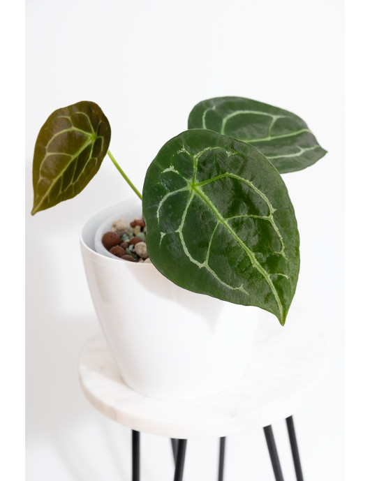 Anthurium forgetii