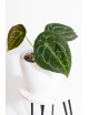Anthurium forgetii