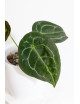 Anthurium forgetii