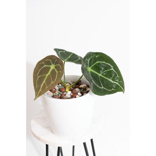 Anthurium forgetii