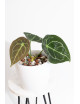 Anthurium forgetii