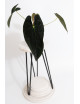 Anthurium papillilaminum