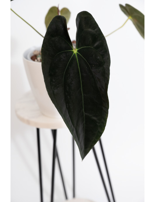 Anthurium papillilaminum