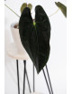 Anthurium papillilaminum