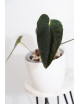 Anthurium papillilaminum