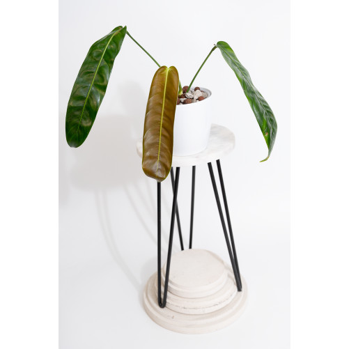 Philodendron patriciae