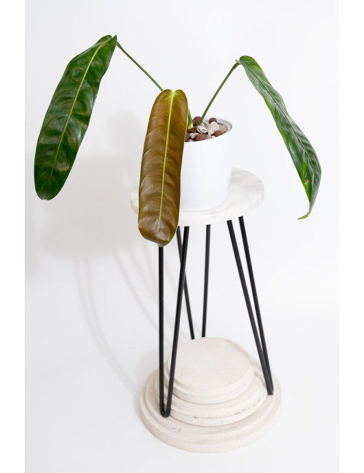 Philodendron patriciae