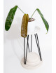 Philodendron patriciae