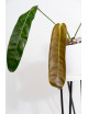 Philodendron patriciae