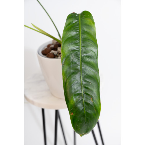 Philodendron patriciae