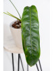 Philodendron patriciae
