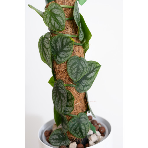 Monstera dubia