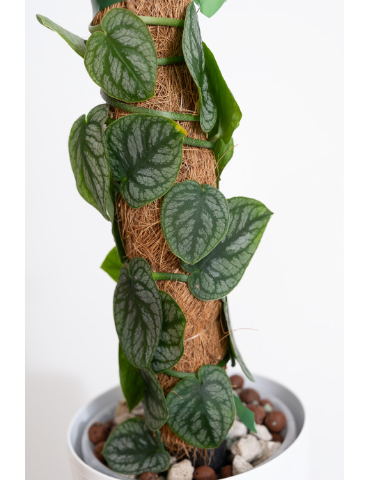 Monstera dubia