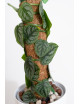 Monstera dubia