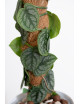 Monstera dubia