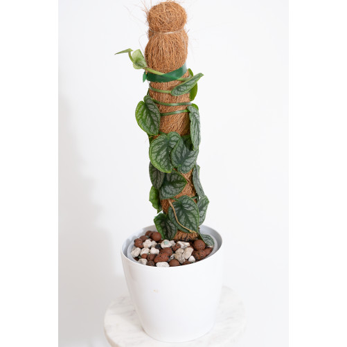 Monstera dubia