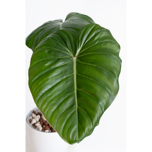 Philodendron Pink Glory