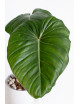 Philodendron Pink Glory