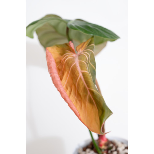 Philodendron Pink Glory