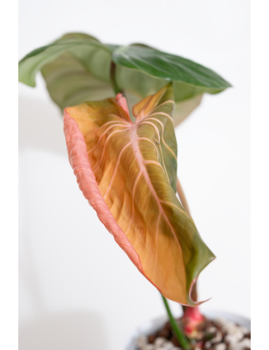 Philodendron Pink Glory