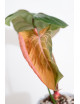 Philodendron Pink Glory