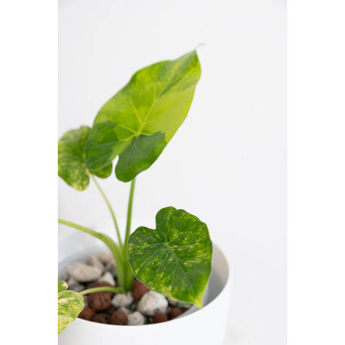 Alokazja gageana aurea