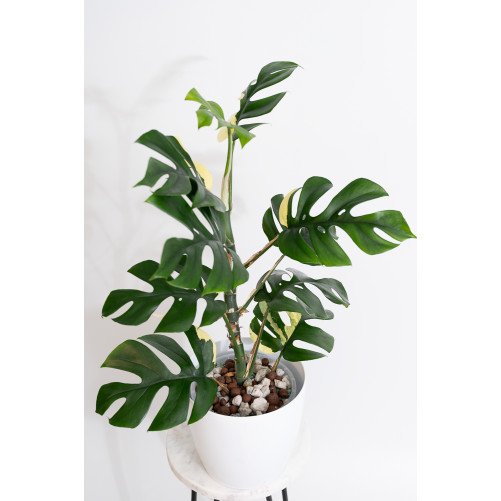 Rhaphidophora tetrasperma...
