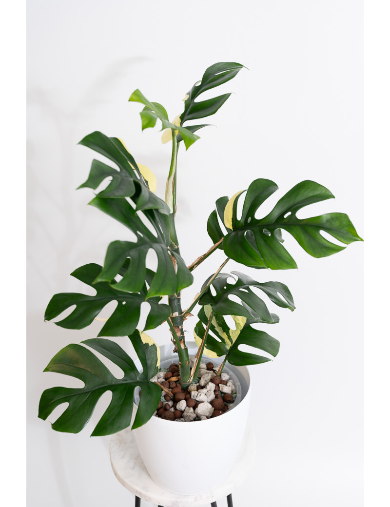 Rhaphidophora tetrasperma variegata