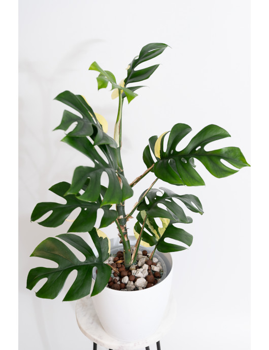 Rhaphidophora tetrasperma variegata