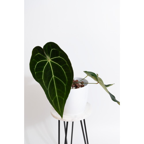 Anthurium magnificum DF x...