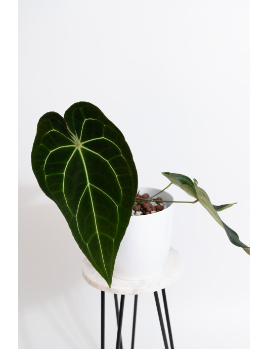 Anthurium magnificum DF x forgetii