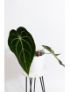 Anthurium magnificum DF x forgetii
