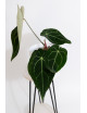 Anthurium magnificum DF x forgetii