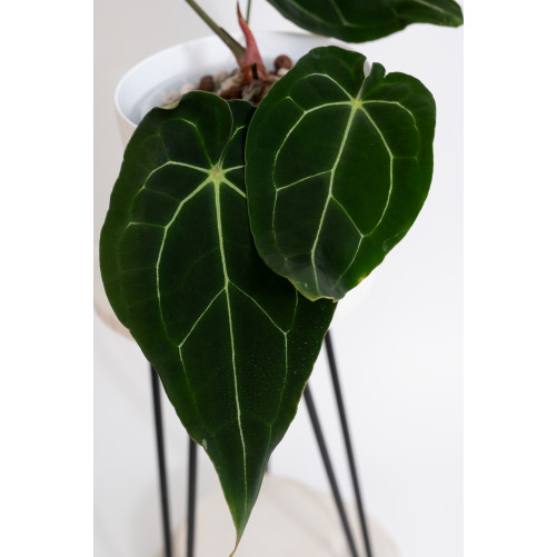 Anthurium magnificum DF x forgetii