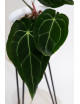 Anthurium magnificum DF x forgetii