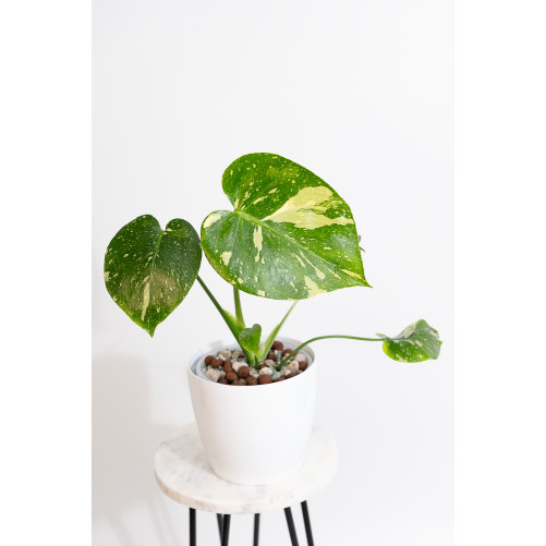 Monstera thai constellation