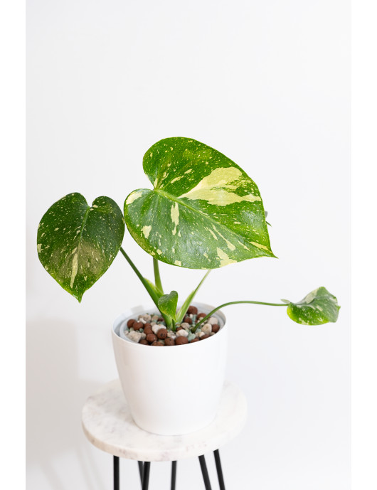 Monstera thai constellation