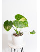 Monstera thai constellation