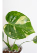 Monstera thai constellation
