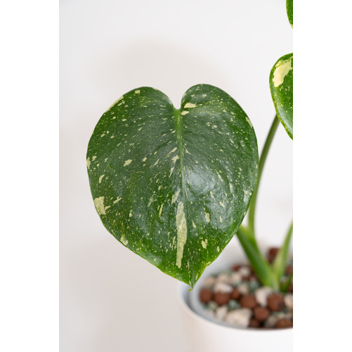 Monstera thai constellation