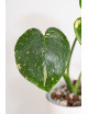 Monstera thai constellation