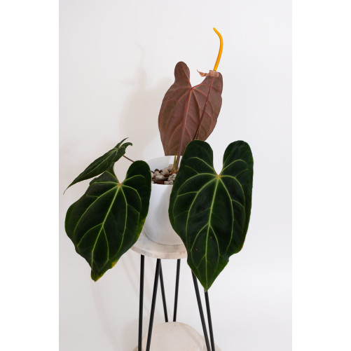 Anthurium besseae aff