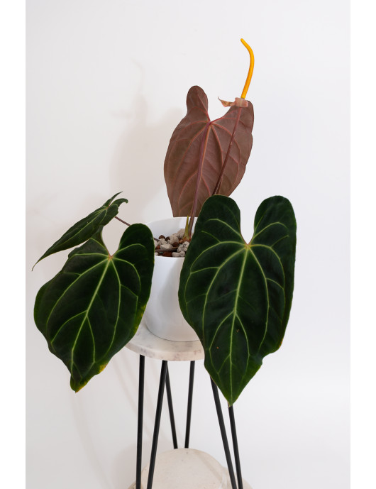 Anthurium besseae aff