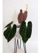 Anthurium besseae aff